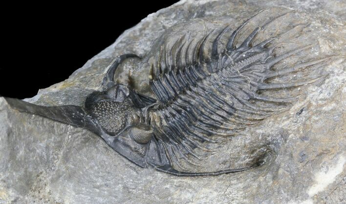 Spiny Psychopyge Trilobite - Excellent Preparation #40599